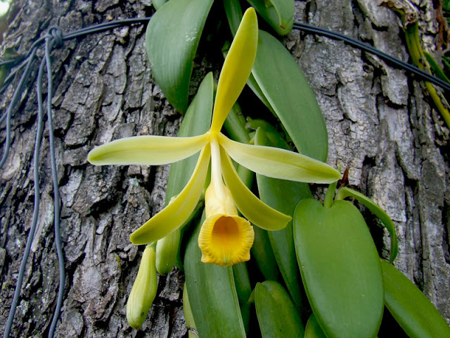 A baunilha é uma orquídea ~ Conheça Minas