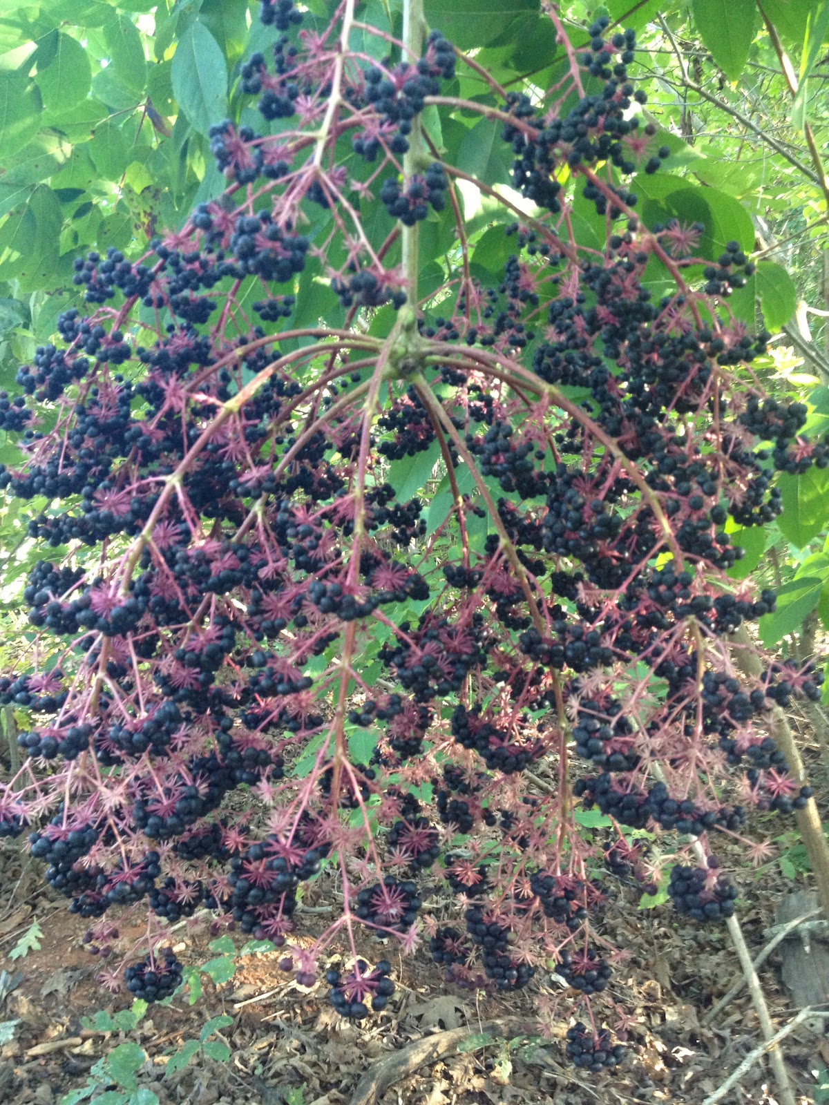 Contrary to the matter: Elderberry in my back yard!!