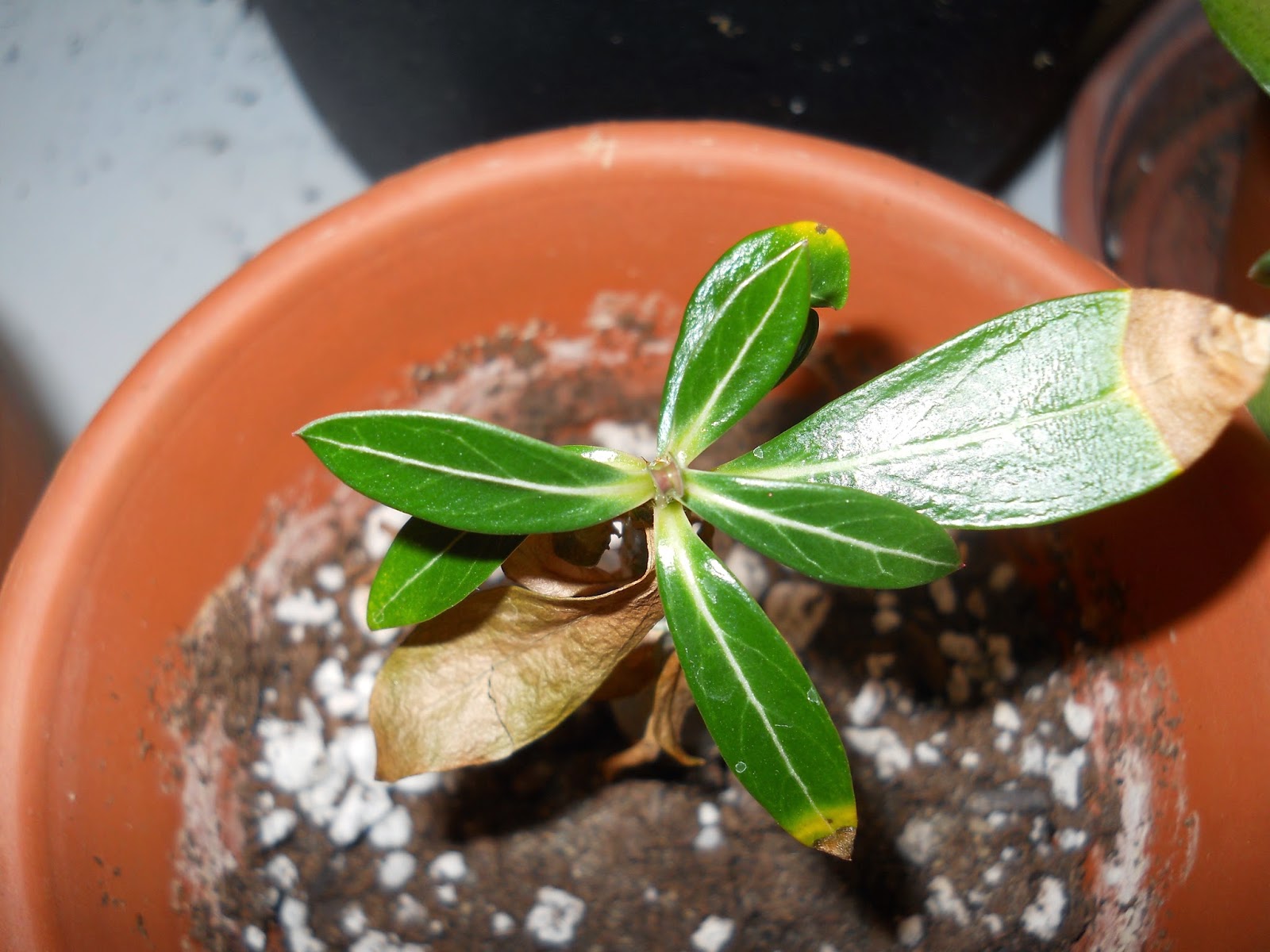 адениум сохнут листики. почему у адениума желтеют листья. хлороз адениума. адениум сохнут листики. адениум мучнистая роса.