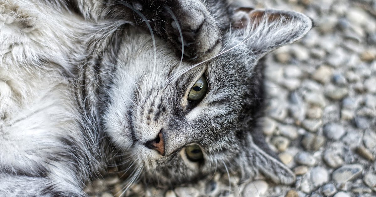 Why is my cat scratching the ground? cat infos everyday