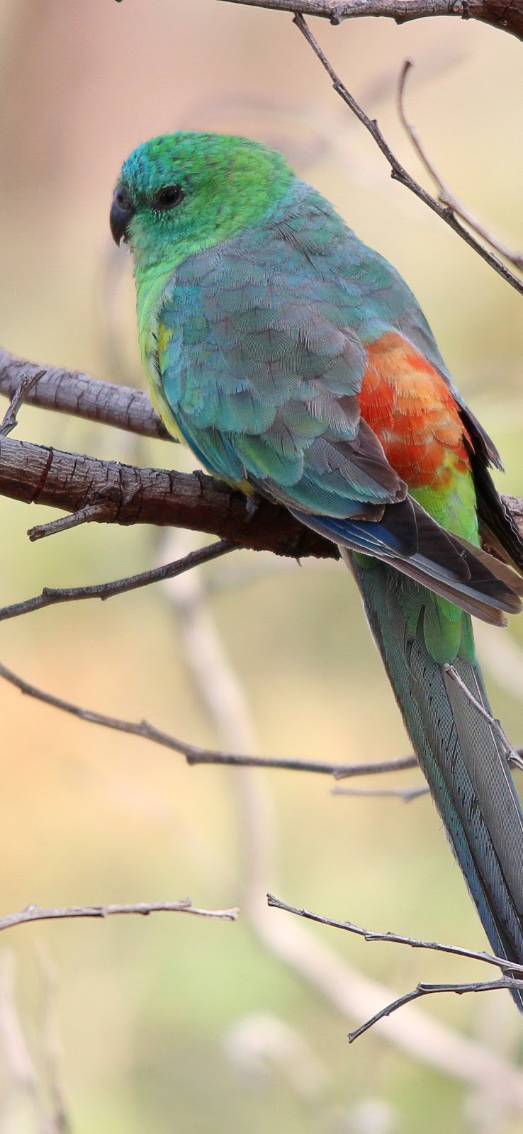 Red rumped Parrot 
