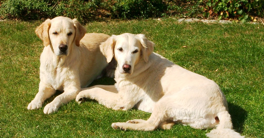 Lifestyle, Finances, Relationship and more DIY Zeckenschutz für Hunde