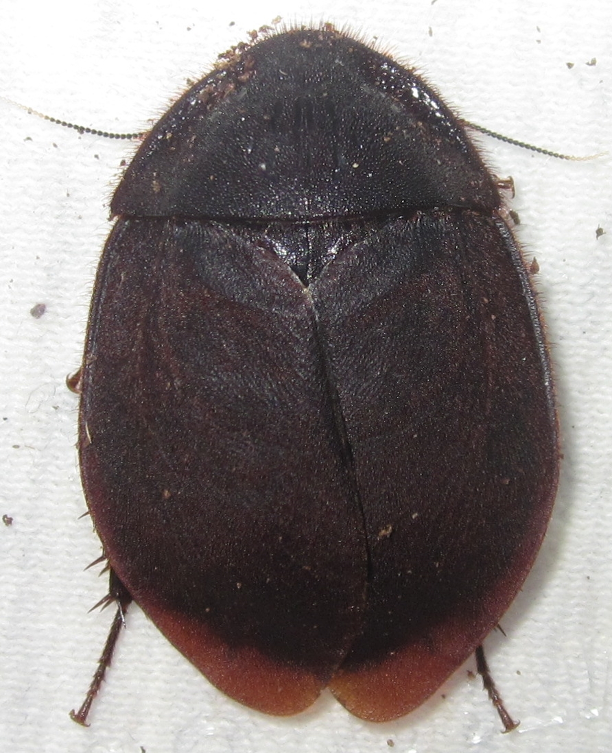 Ergaulacapucina2020%252311.JPG