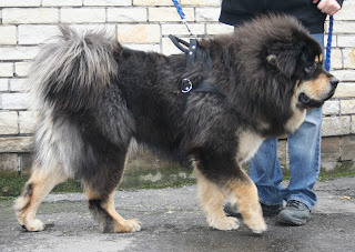Tibetan Mastiff at an international dog show in Poland