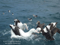 Wandering albatrosses and Southern giant petrels fighting over fish livers off Kaikoura Peninsula, NZ - by Denise Motard