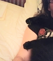 Black cat on black shirt.