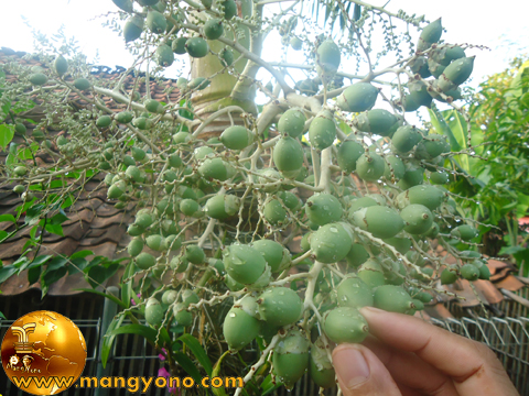 Pengobatan Dan Khasiat Herbal Manfaat Buah Palem Putri