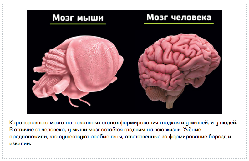 Время активного мозга. Активность головного мозга. Старый мозг.