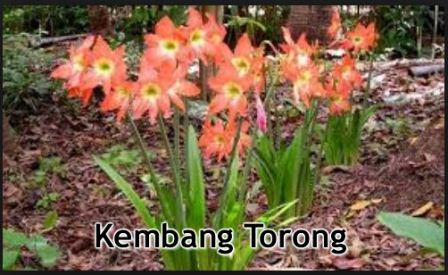 Kembang Torong : Deskripsi dan Khasiatnya