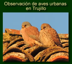 http://iberian-nature.blogspot.com.es/p/ruta-tematica-observacion-de-aves.html