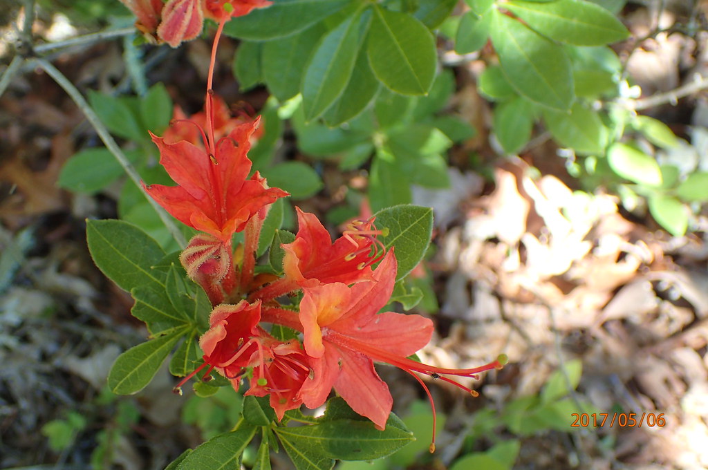 Plumleaf Azalea Is Showy Summer Blooming Shrub What Grows There