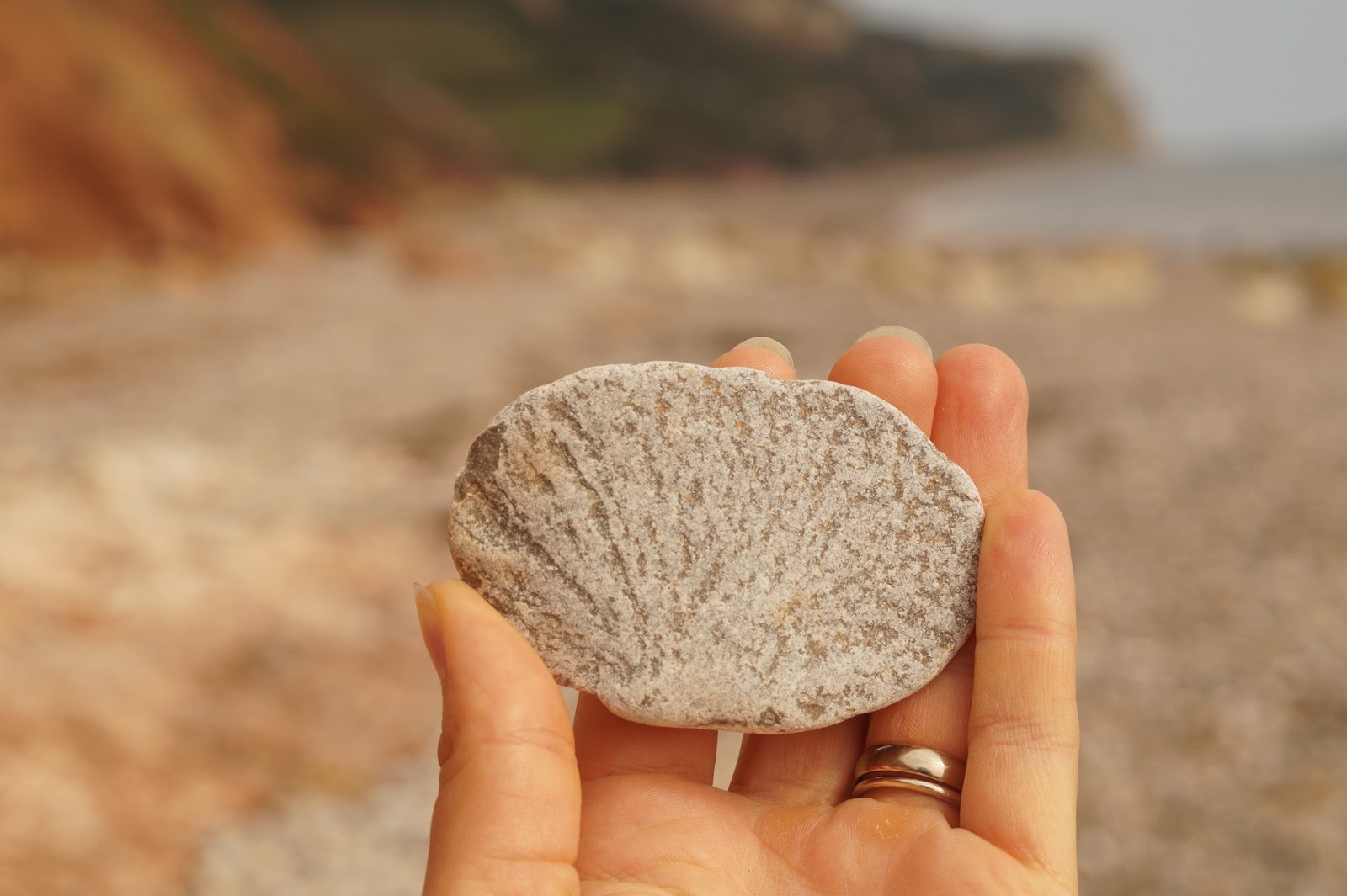 Fossil Hunting on the Jurassic Coast Sophie in the Sticks