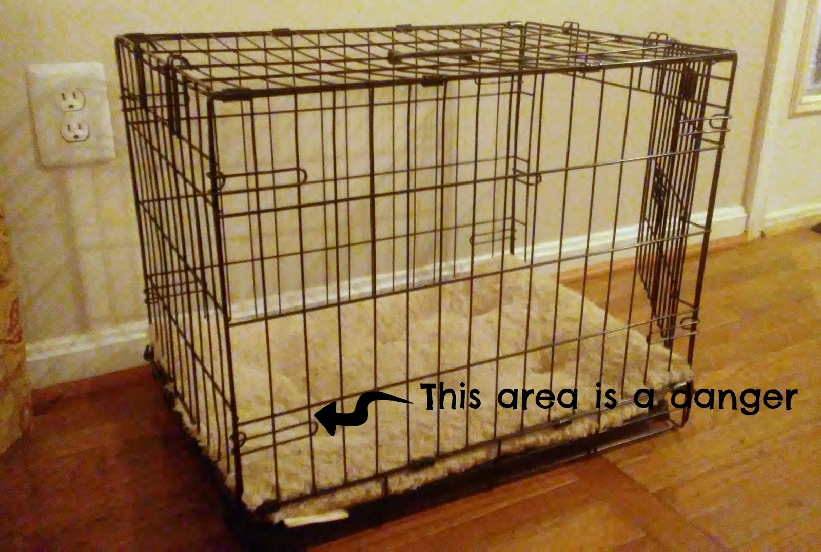 Growing Puppies Virginia Schnoodle Breeder Hypoallergenic Dogs