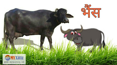 भैंस Buffalo hindi poems poetry kavita balkvita Dr. G. Bhakta Xitiz