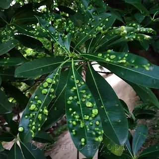 leaf gall of alstonia