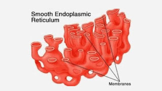 Endoplasmic Reticulum : Structure & Functions | Types | Features