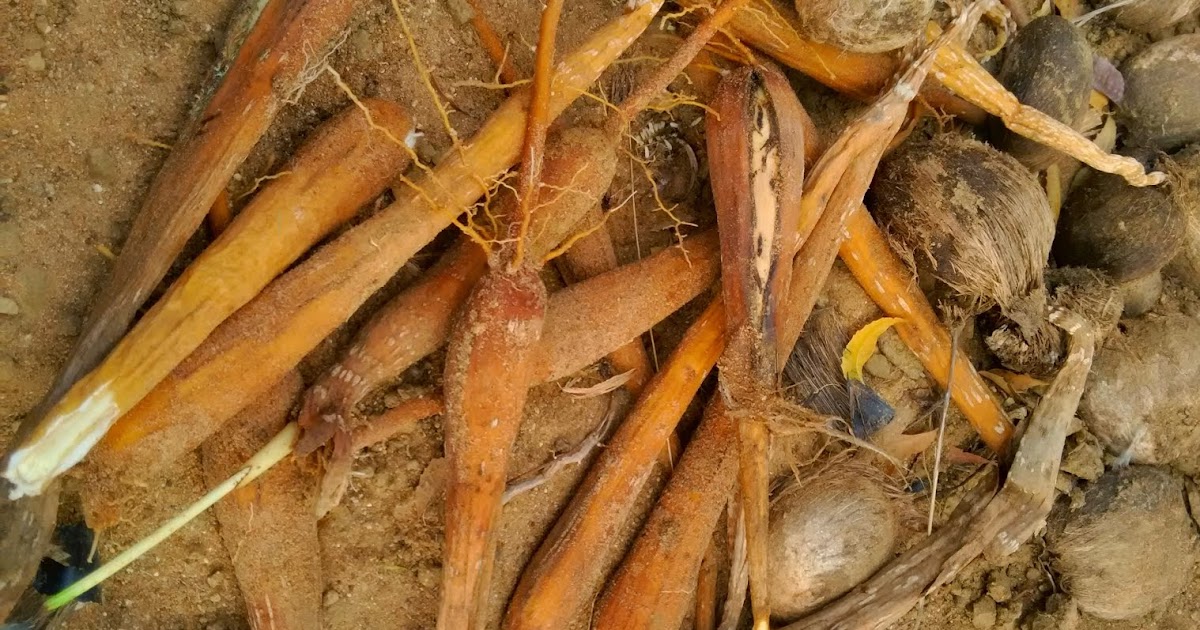 HEALTH BENEFITS OF PALMYRA SPROUT