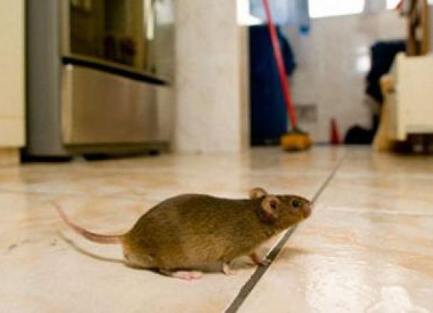 Cara Basmi Tikus Paling Ampuh, Nomor 4 Pasti Belum Pernah Kamu Coba Cara Basmi Tikus Paling Ampuh, Nomor 4 Pasti Belum Pernah Kamu Coba