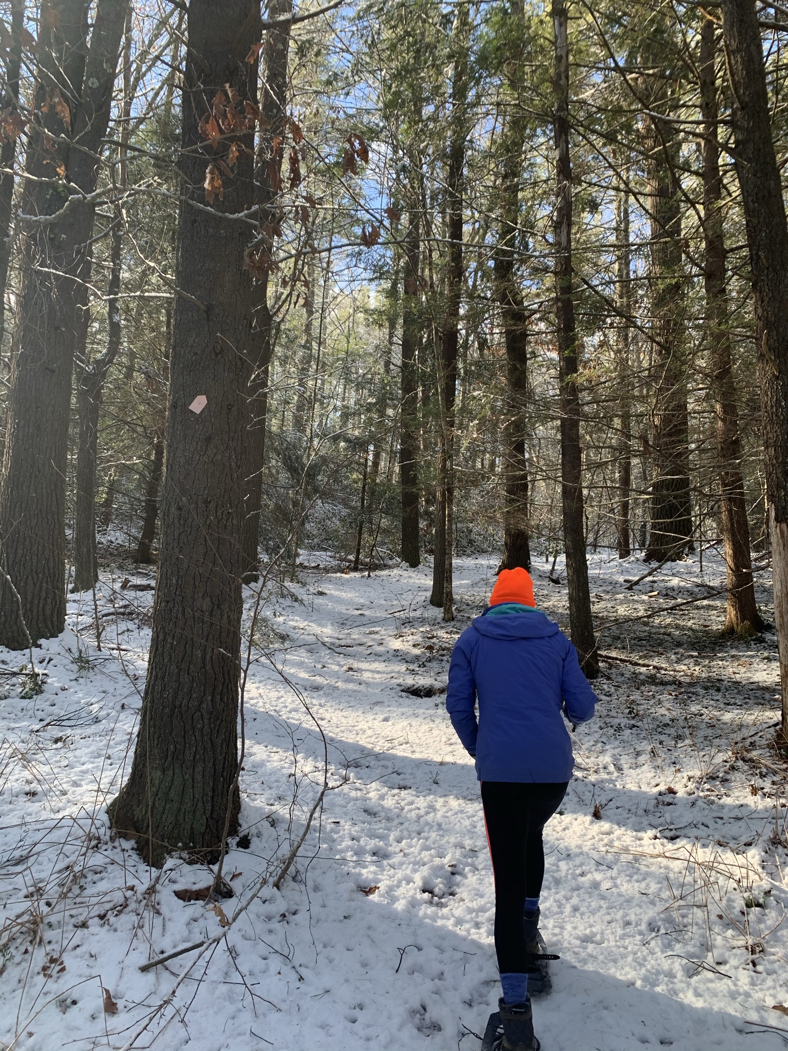 Trout Brook Reservation (Holden, MA) JCXC