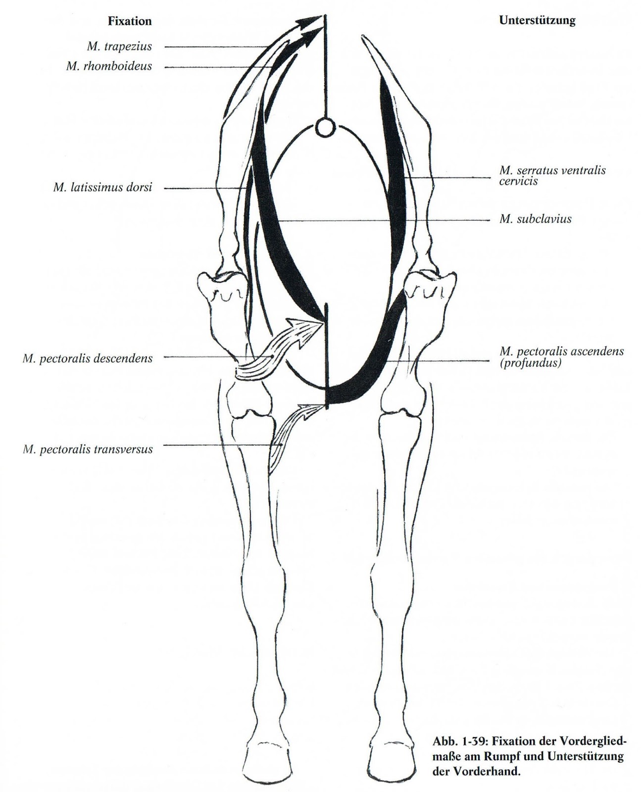 Der intelligente Reiter: März 2013