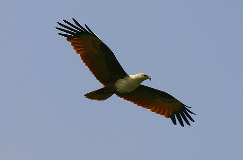 Berbagi Informasi Cerita Burung Garuda