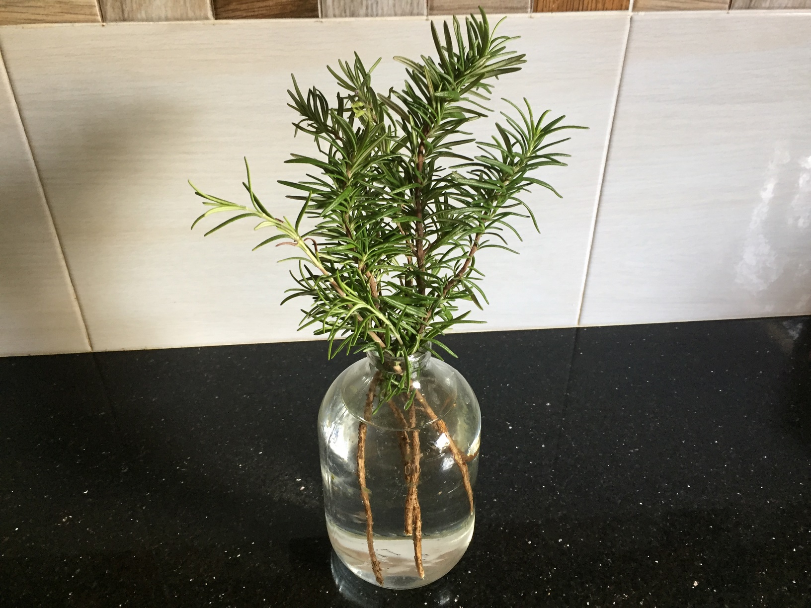How to Propagate Rosemary in Water