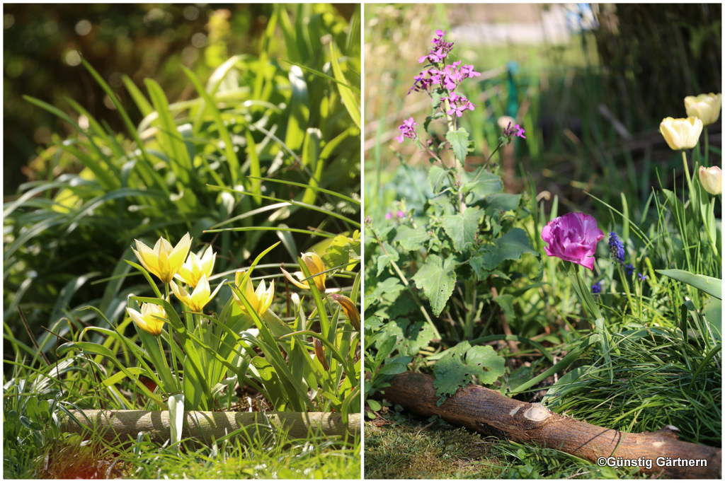 Gunstig Gartnern Hilfe Die Pflanzen Haben Den Rasen Geschrumpft
