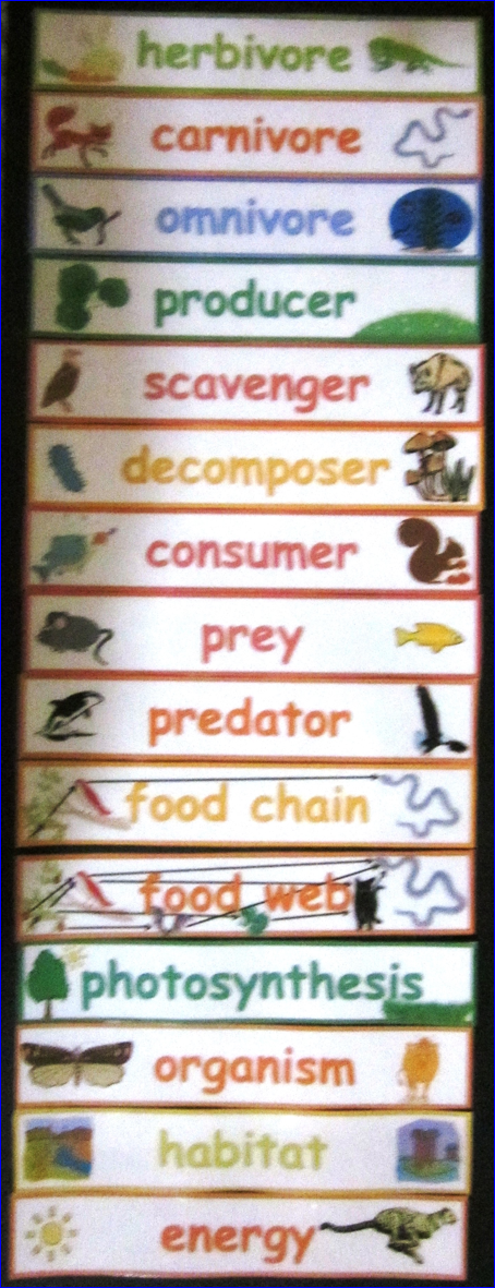 Nyla's Crafty Teaching: Food Chain and Food Web Vocabulary Words