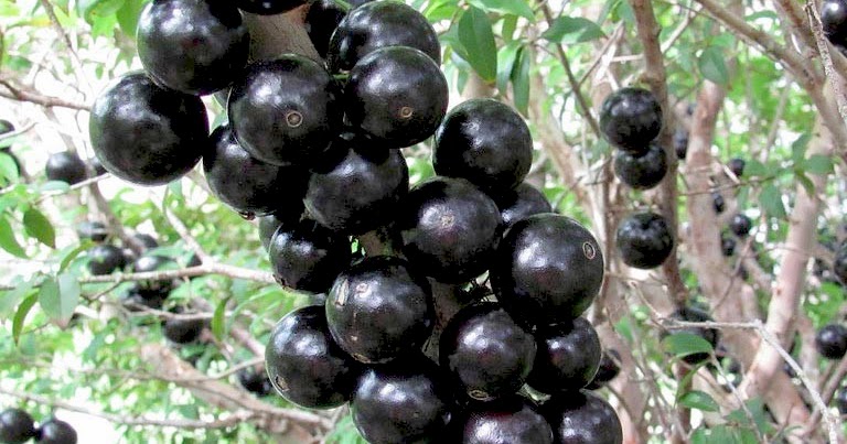 Fruits In The World Fruits Name Starts With The Letter J