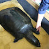 The Last Female Yangtze Giant Softshell Turtle Passed Away