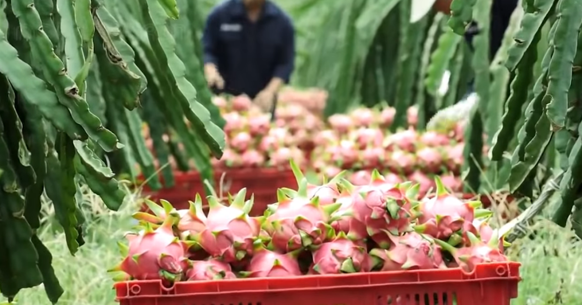 Rich Farm Kenya Profitable Agribusiness Ideas in Fruit Farming Dragon