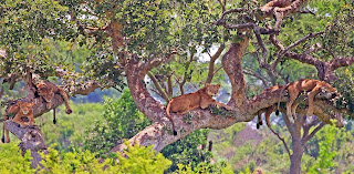 Queen Elizabeth Ulusal Parkı'nda, ağaçta dinlenen aslan grubu.