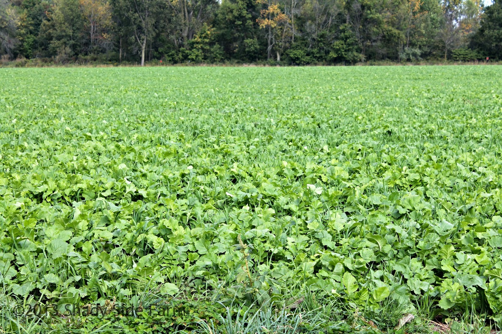Cover Crop of Oats and Radishes