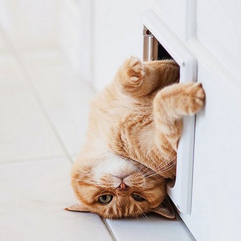 Un Feliz 2014 Con Gatos Maria Victrix funny-cat-pics-with-captions