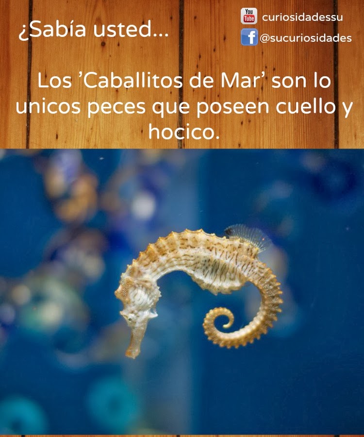 Caballitos de Mar TodoCuriosidades 2016