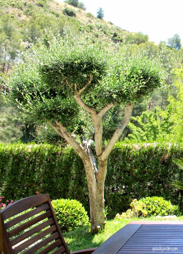 Mi truco para podar el olivo sin llenar el césped de hojas - Guia de jardin