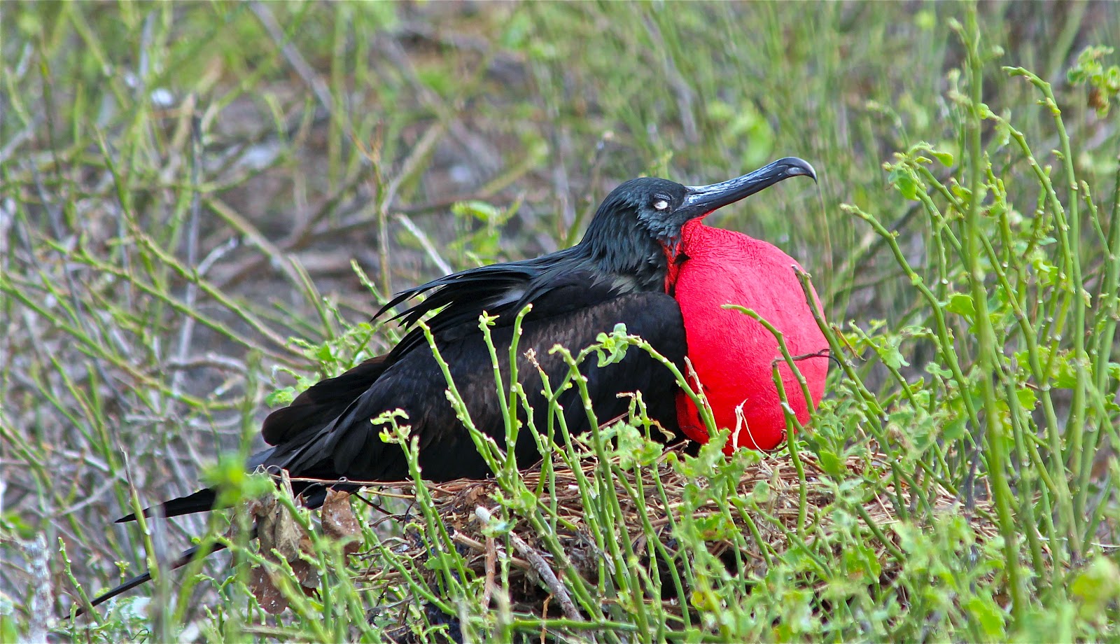 Nature Photography: Galapagos Birds