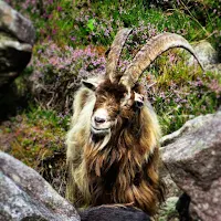 Images of Ireland: Grinning goat at Glendalough in County Wicklow