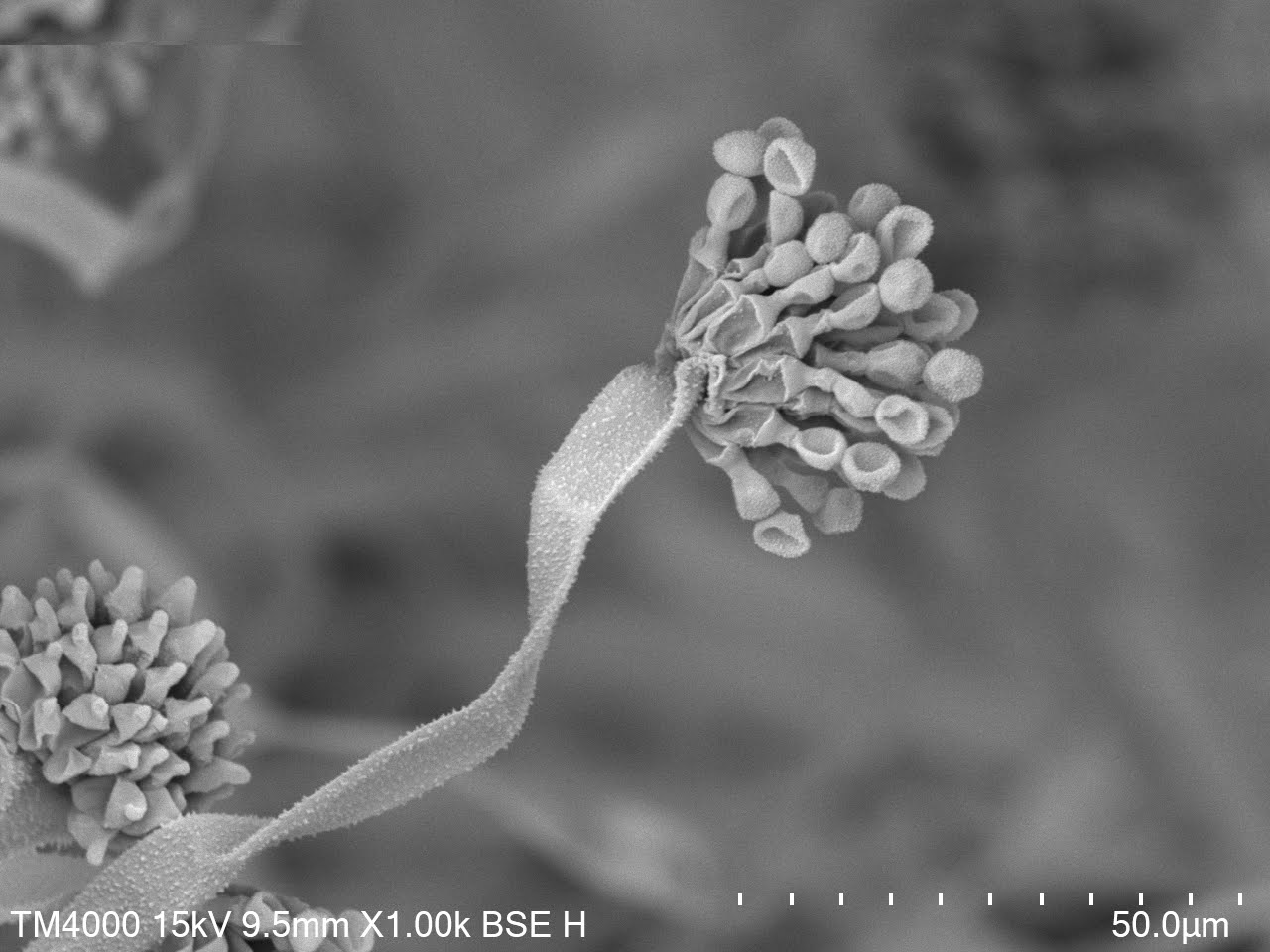 SEM Images of Koji the Magic Umami Source