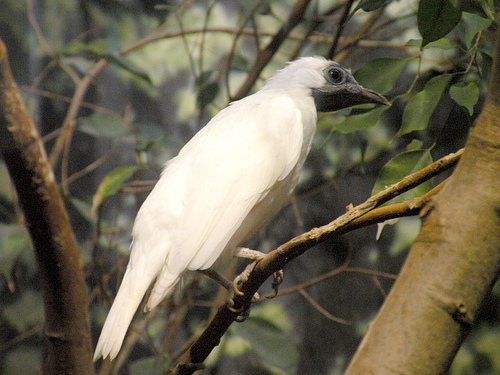 Araponga ou Ferreiro (Procnias nudicollis) Araponga ou Ferreiro (Procnias nudicollis)
