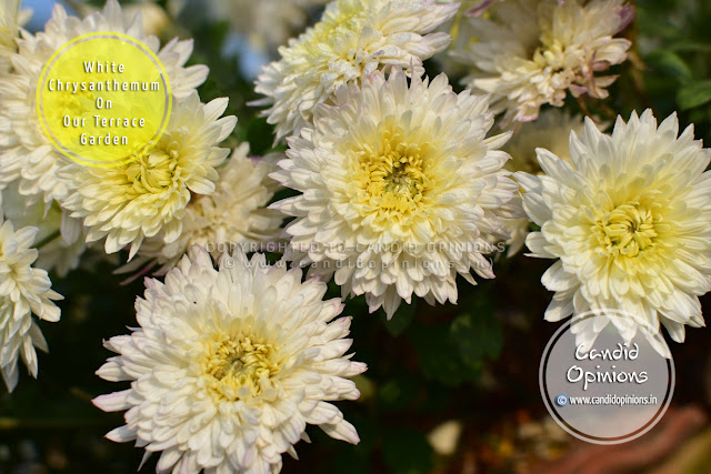 White Chrysanthemums On Our Terrace Garden
