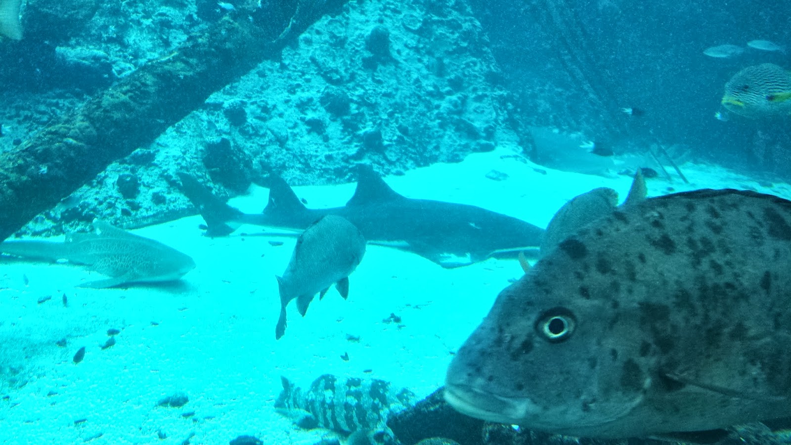 A Link Between Worlds: Reef HQ Great Barrier Reef Aquarium