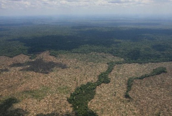 Resultado de imagen de deforestacion en guatemala