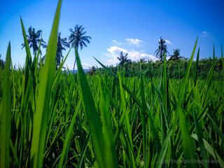 Fresh Green Leaves Of Paddy Plants In The Rice Field In The Clear Blue Sky On A Sunny Day At Ringdikit Village North Bali Indonesia