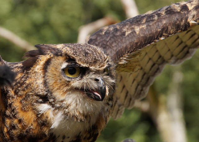 Pippi Langstrumpf, Kunst für Kinder und ein Besuch im Zoo: Ein toller Tag in und um Vejen. Die Raubvogelshow im Glad Zoo ist ein weiteres Highlight des Tagesausflugs.