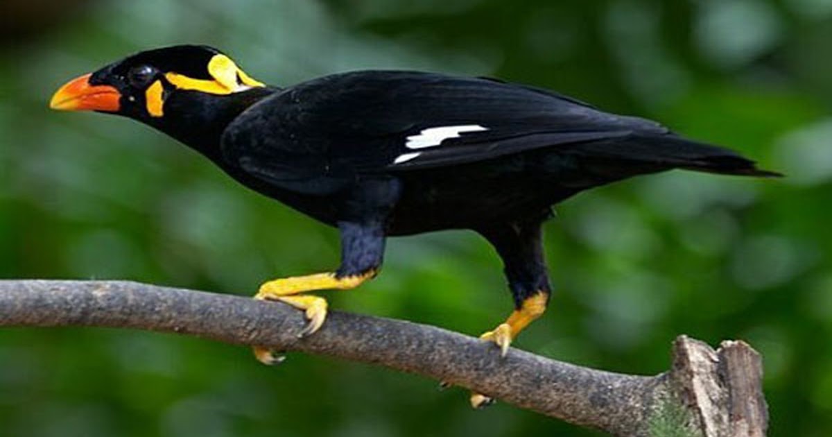 Harga Pasaran Burung Beo Anakan, Bakalan Dan Dewasa