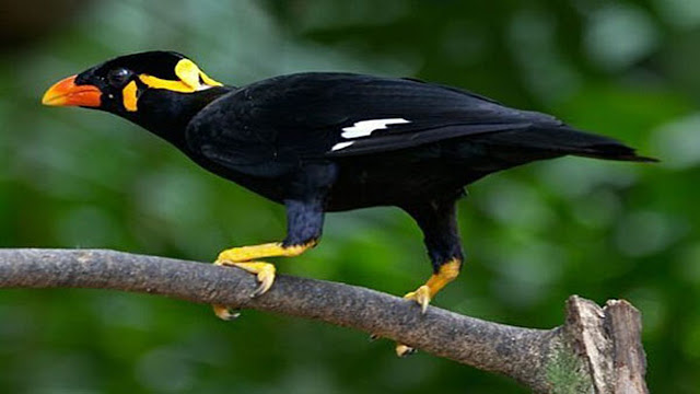 Harga Pasaran Burung Beo Anakan Bakalan Dan Dewasa