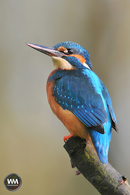 IJsvogels: wmnatuurfotografie