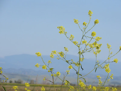 Sacramento National Wildlife Refuge California birding hotspot