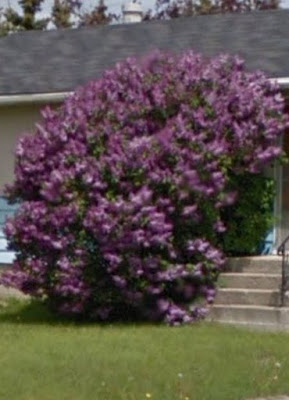 Welcome To The Green Heart Dens Blog Page Our Lilac Shrubs